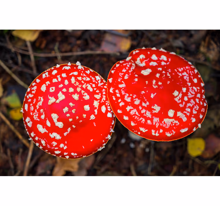 Fotomural naturaleza setas rojas - TenVinilo