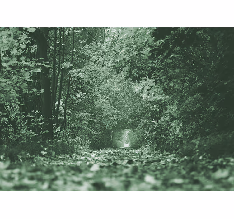 Fotomural bosque camino frondoso del bosque - TenVinilo