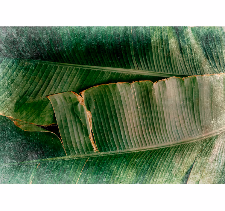 Fotomural naturaleza capas de follaje vibrante - TenVinilo