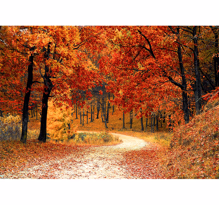 Papel pintado naturaleza sendero del bosque en otoño - TenVinilo