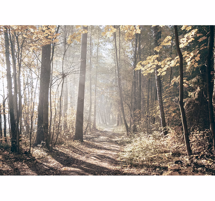 Fotomural bosque camino sereno de otoño - TenVinilo
