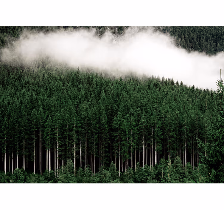 Fotomural naturaleza paisaje de bosque majestuoso - TenVinilo