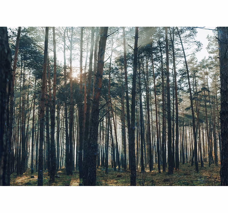 Fotomural bosque bosque de pinos sereno - TenVinilo