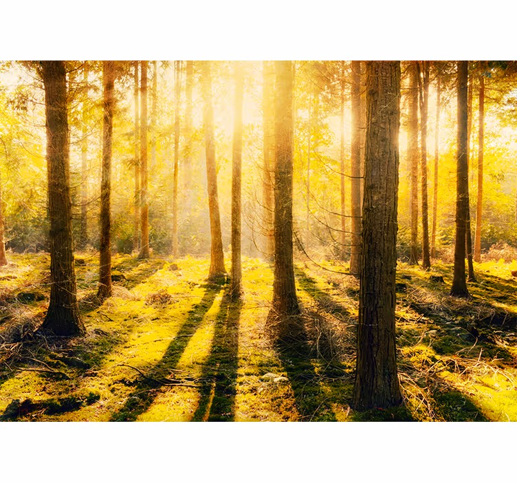 Fotomural naturaleza paisaje de bosque bañado por el sol - TenVinilo