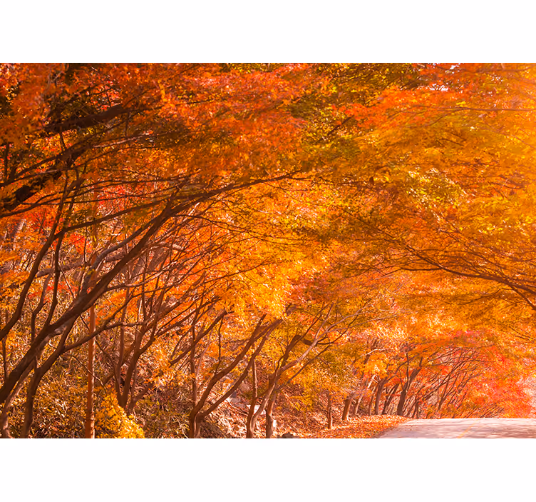Fotomural bosque sendero del bosque en otoño - TenVinilo