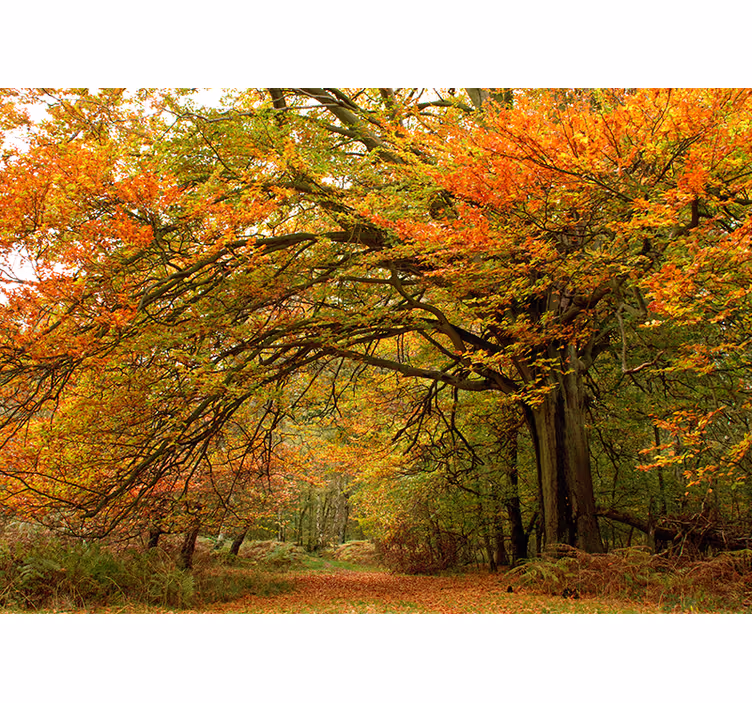 Papel pintado bosque vista del bosque en otoño - TenVinilo