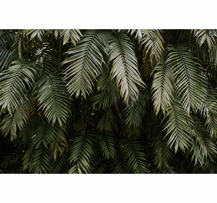 Fotomural naturaleza jardín tropical - TenVinilo
