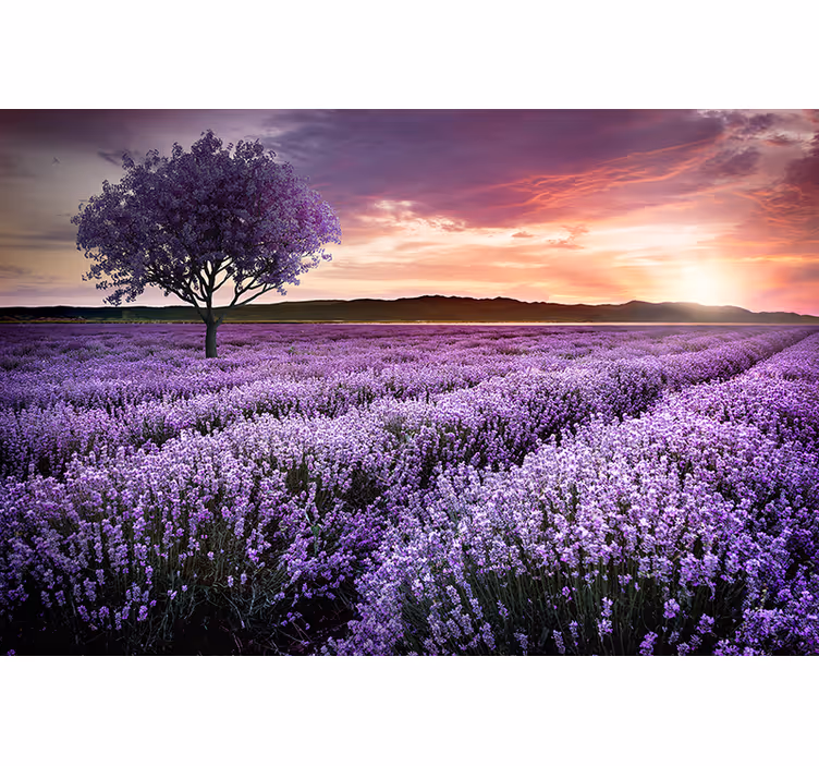 Mural de pared flores campo de lavanda crepuscular - TenVinilo