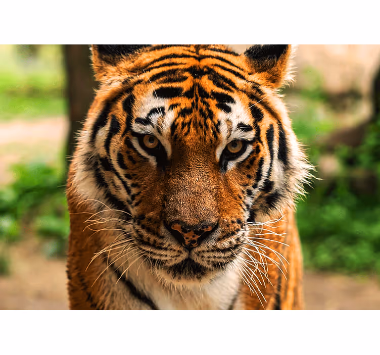 Fotomural animales imagen de tigre regalado - TenVinilo