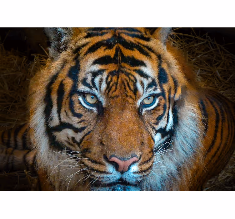 Fotomural animales ilustración de tigre real - TenVinilo