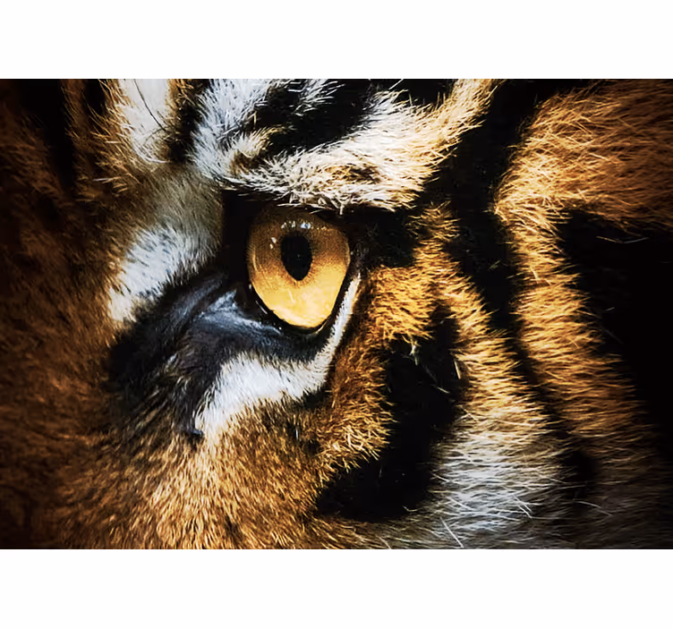 Fotomural animales intensa mirada de tigre - TenVinilo