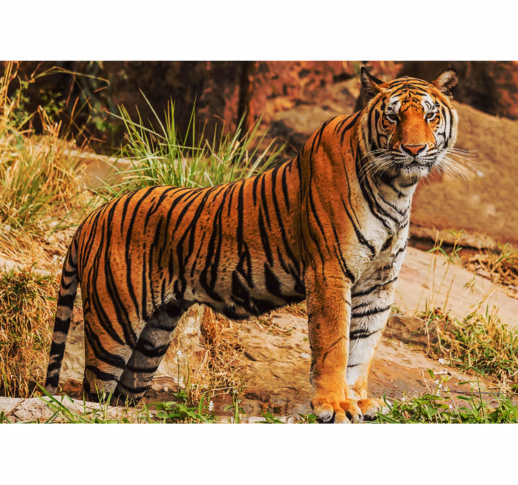 Fotomural animales presencia del tigre majestuoso - TenVinilo