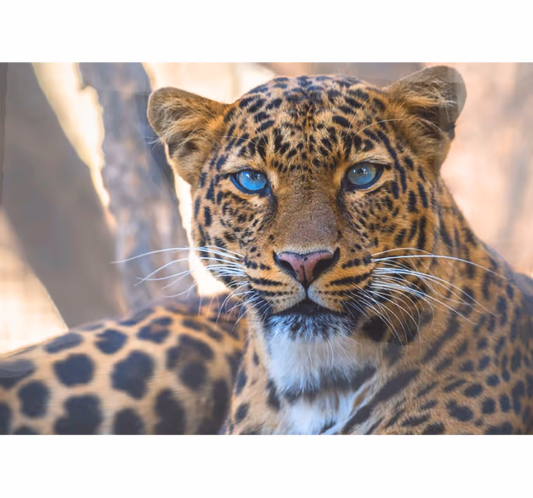 Fotomural animales retrato de leopardo ampliado - TenVinilo