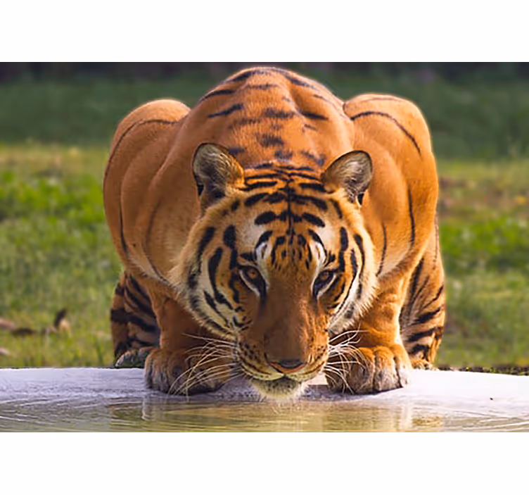 Fotomural animales tigre regalando pose - TenVinilo