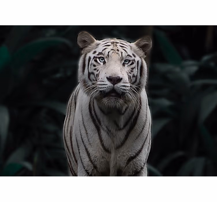 Fotomural animales tigre blanco regal - TenVinilo