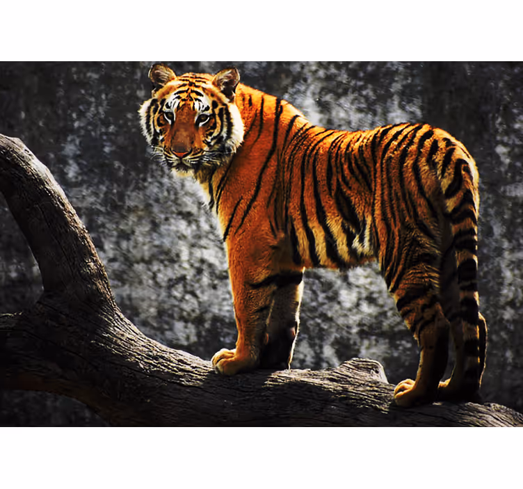 Fotomural animales tigre real en postura - TenVinilo