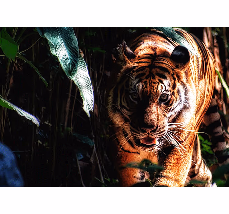 Fotomural animales tigre majestuoso acechando - TenVinilo