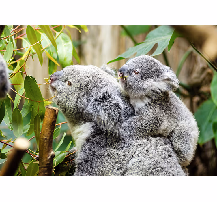 Fotomural animales koalas en el árbol - TenVinilo