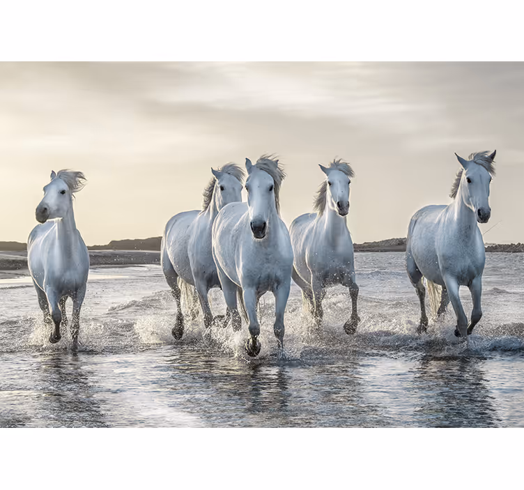 Mural caballos blancos corriendo en la playa - TenVinilo