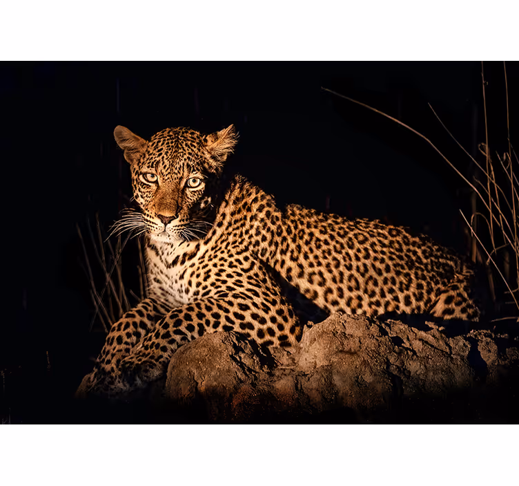 Fotomural animal leopardo en el centro de atención - TenVinilo