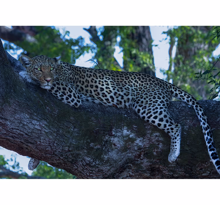 Fotomural animales leopardo descansando cómodamente - TenVinilo
