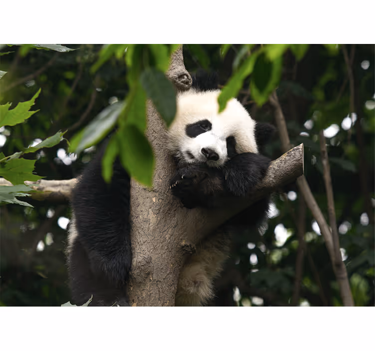 Fotomural animales panda descansando en árbol - TenVinilo