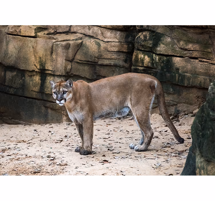 Fotomural animales puma en su hábitat - TenVinilo