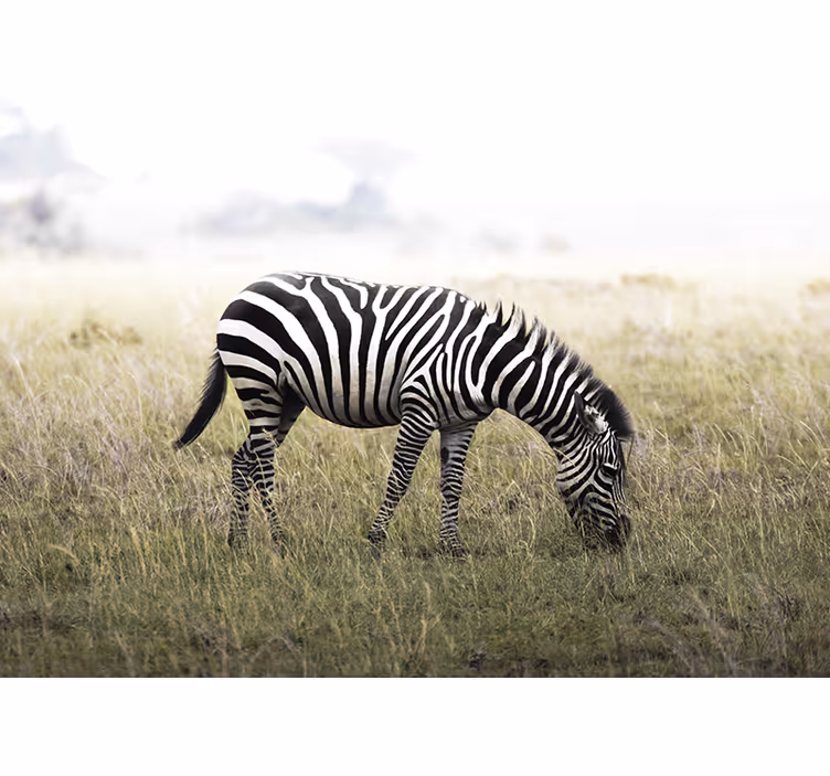 Fotomural animales cebra pastando serenamente - TenVinilo