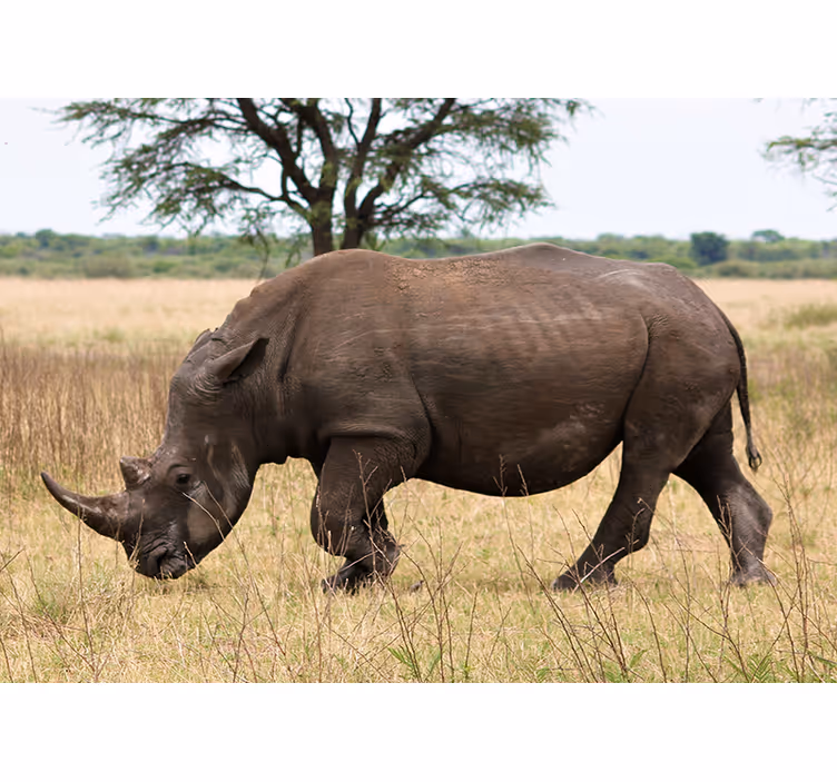 Fotomural animales rinoceronte pastando en serengeti - TenVinilo