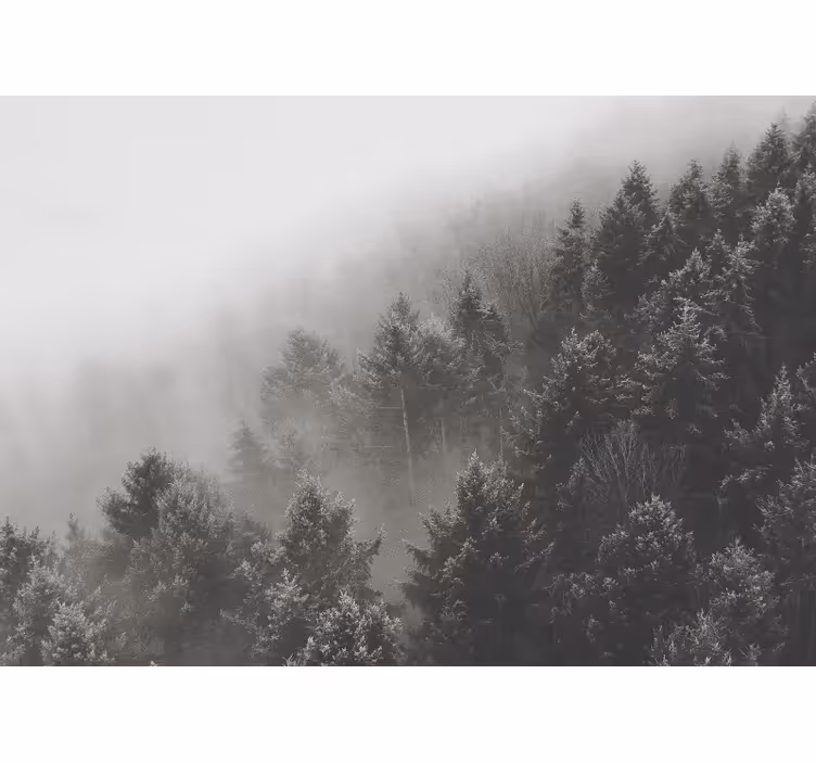 Fotomural bosque paisaje de pinos brumoso - TenVinilo