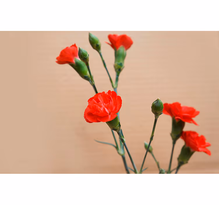 Fotomural de flores con claveles rojos - TenVinilo