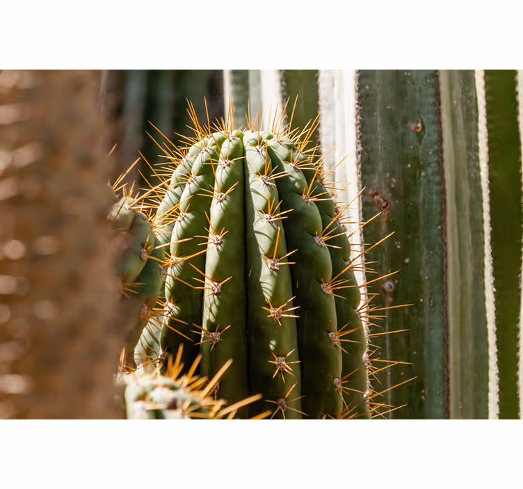Fotomural desierto cactus de cerca - TenVinilo