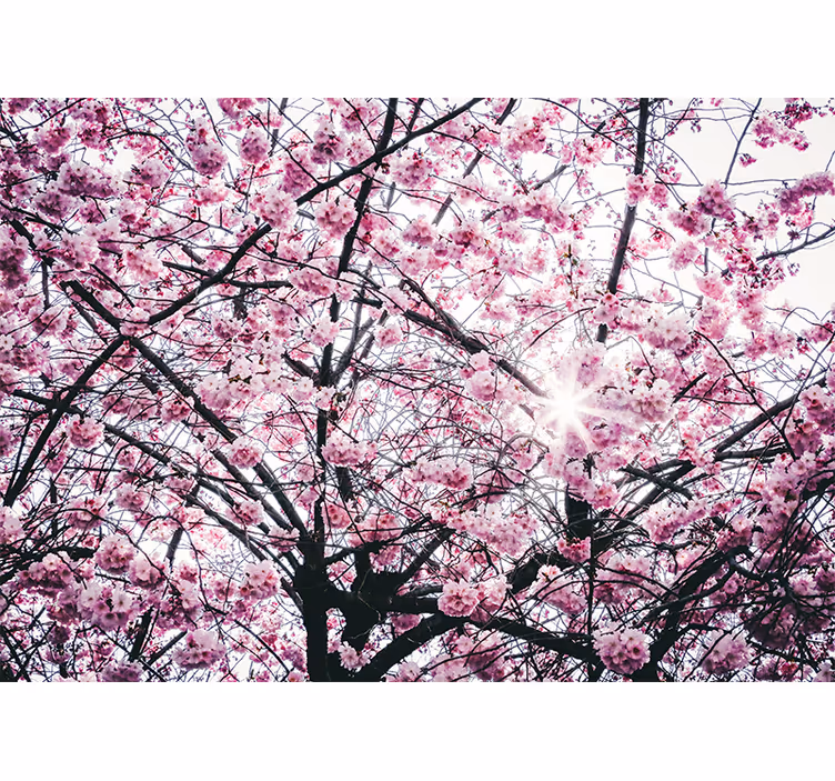 Fotomural árbol cerezo en flor  - TenVinilo