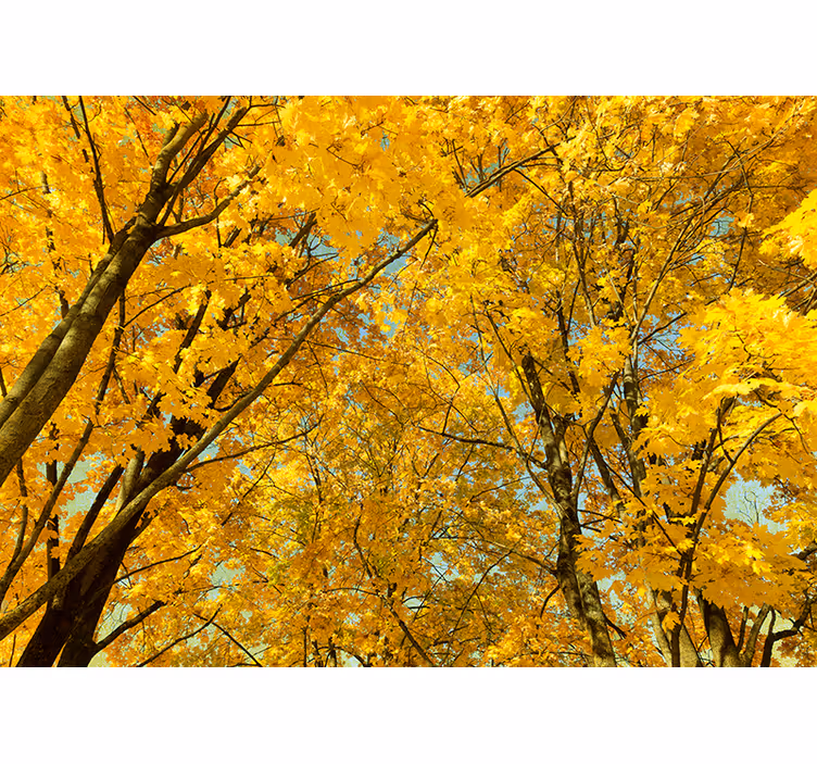 Papel pintado paisaje árbol otoñal hojas amarillas - TenVinilo