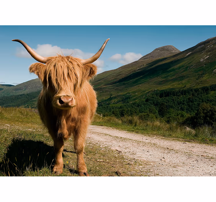 Fotomural animales retrato de ganado de montaña - TenVinilo
