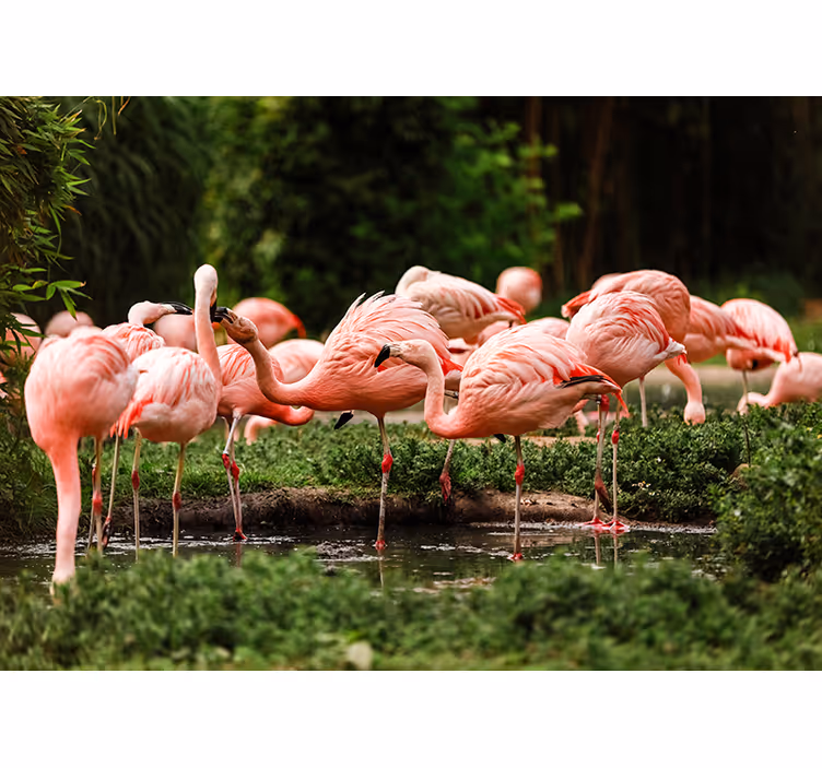 Fotomural animales reunión de flamencos - TenVinilo