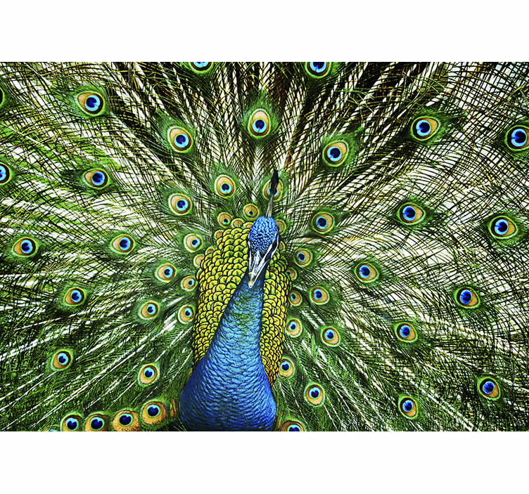 Fotomural animales exhibición de plumas de pavo real - TenVinilo