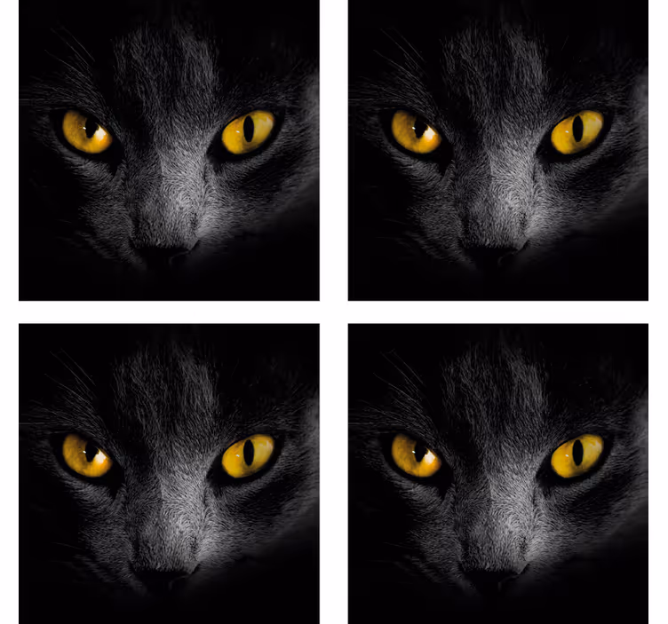 Posavasos de Halloween gato negro - TenVinilo