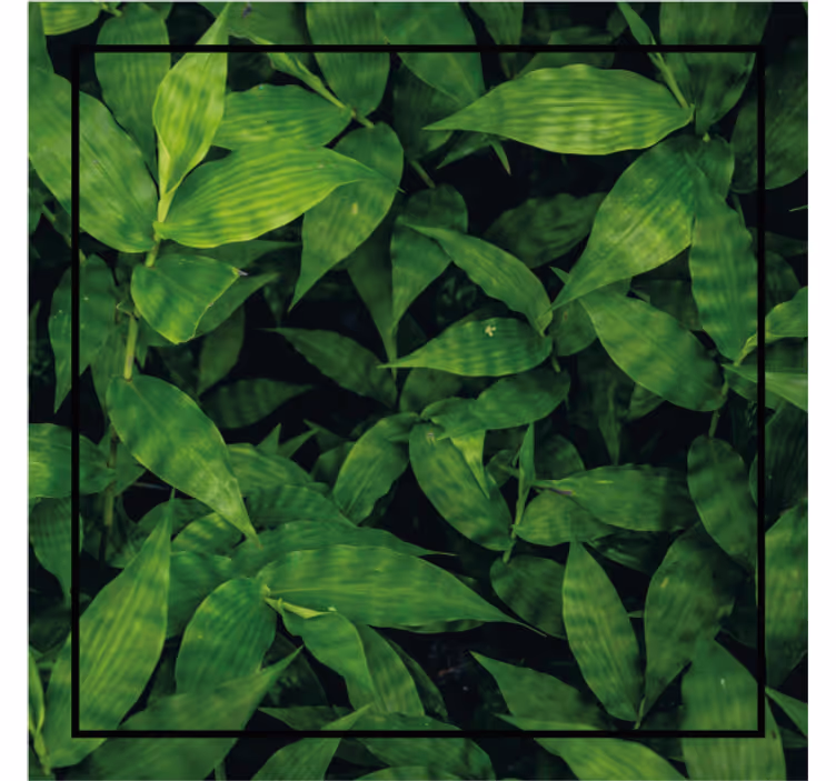 Posavasos textura patrón de hojas verdes lujosas - TenVinilo