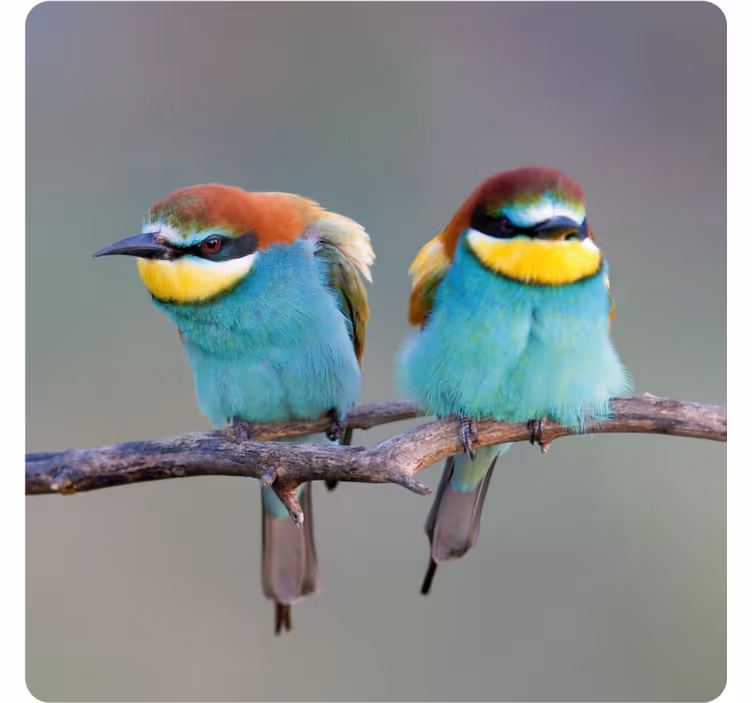 Posavasos moderno pájaros coloridos en descanso - TenVinilo