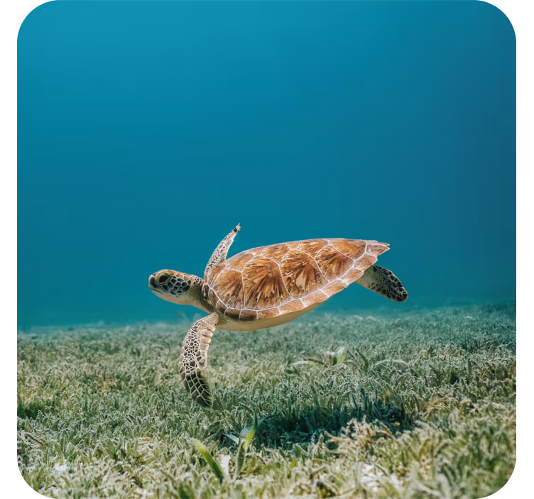 Posavasos moderno tortuga marina nadando - TenVinilo