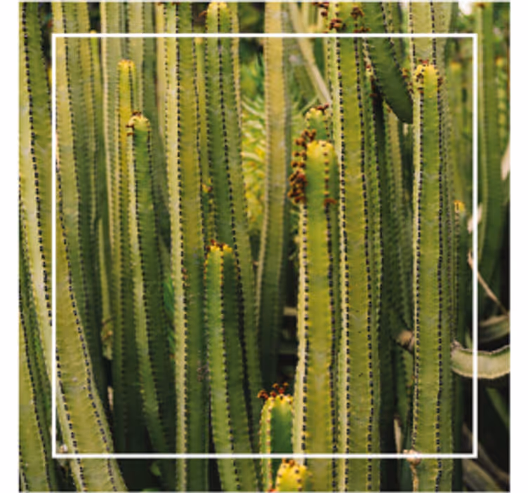 Posavasos textura superficie de cactus - TenVinilo
