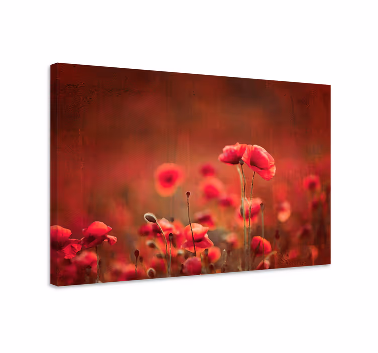 Cuadro de flores pradera de amapolas radiantes - TenVinilo