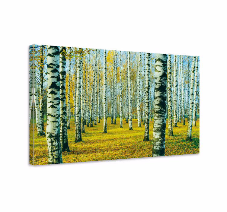 Cuadro árboles bosque de abedules en otoño - TenVinilo