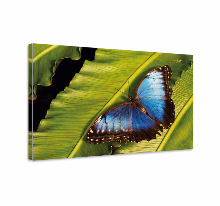 Cuadro mariposas mariposa sobre hoja - TenVinilo