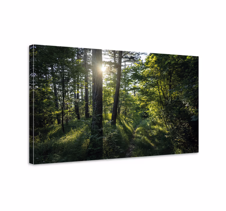 Cuadro paisajes sendero iluminado en el bosque - TenVinilo