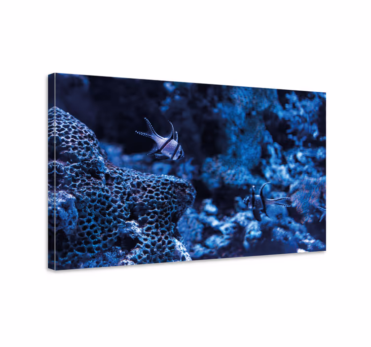 Cuadro marinero peces de arrecife coralino - TenVinilo