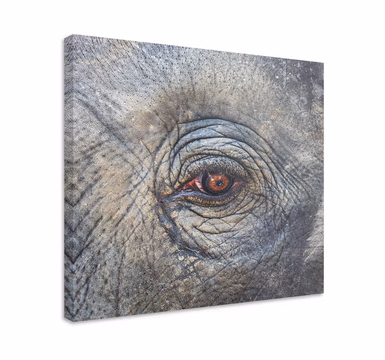 Cuadro elefante detalle del ojo del elefante - TenVinilo