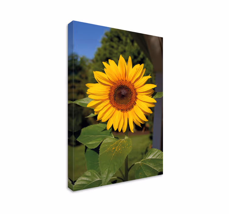 Cuadro de flores floración de girasoles brillantes - TenVinilo