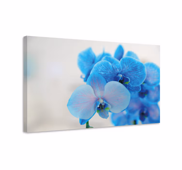 Cuadro de flores orquídeas azules en flor - TenVinilo